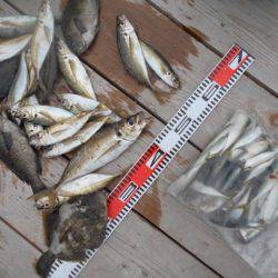 こかわ渡船　雅丸 釣果