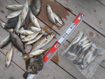 こかわ渡船　雅丸 釣果