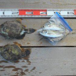 こかわ渡船　雅丸 釣果