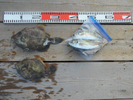 こかわ渡船　雅丸 釣果