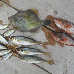 こかわ渡船　雅丸 釣果