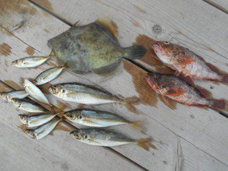 こかわ渡船　雅丸 釣果