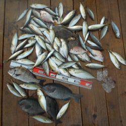 こかわ渡船　雅丸 釣果