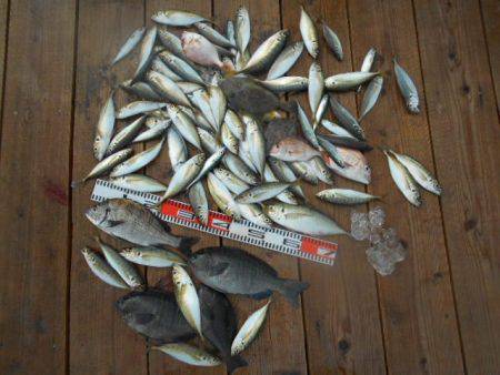 こかわ渡船　雅丸 釣果