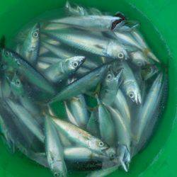 こかわ渡船　雅丸 釣果