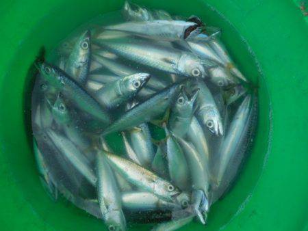 こかわ渡船　雅丸 釣果