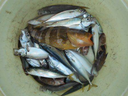 こかわ渡船　雅丸 釣果