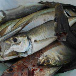 こかわ渡船　雅丸 釣果