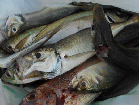 こかわ渡船　雅丸 釣果