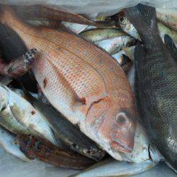 こかわ渡船　雅丸 釣果