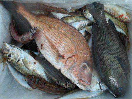 こかわ渡船　雅丸 釣果