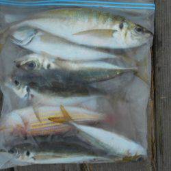 こかわ渡船　雅丸 釣果