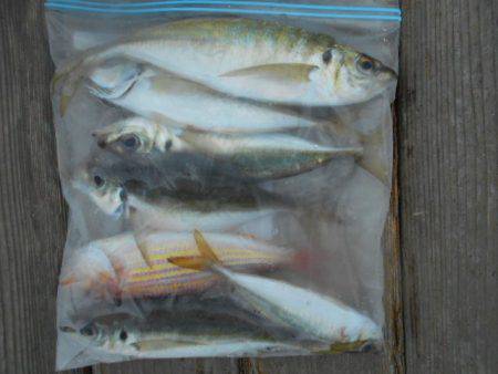 こかわ渡船　雅丸 釣果