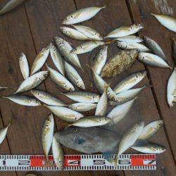 こかわ渡船　雅丸 釣果