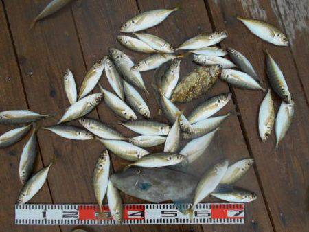 こかわ渡船　雅丸 釣果