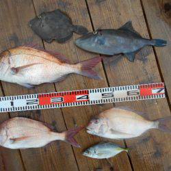 こかわ渡船　雅丸 釣果