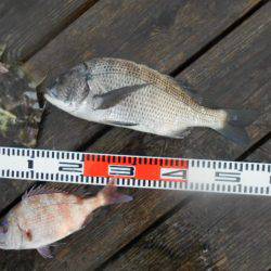 こかわ渡船　雅丸 釣果