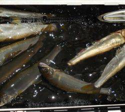 会津大川(会津非出資漁業協同組合) 釣果