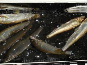 会津大川（会津非出資漁業協同組合） 釣果