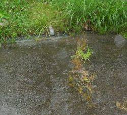 会津大川(会津非出資漁業協同組合) 釣果