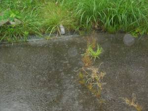 会津大川(会津非出資漁業協同組合) 釣果