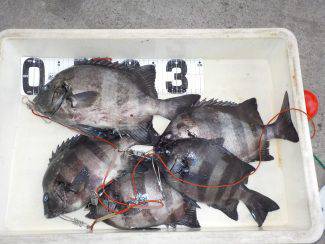 宮川丸 釣果