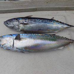 フィッシングボート空風(そらかぜ) 釣果