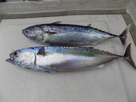 フィッシングボート空風(そらかぜ) 釣果