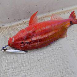 フィッシングボート空風(そらかぜ) 釣果