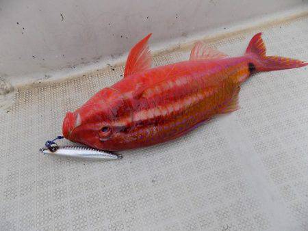 フィッシングボート空風(そらかぜ) 釣果