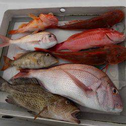 フィッシングボート空風(そらかぜ) 釣果