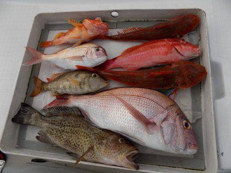 フィッシングボート空風(そらかぜ) 釣果