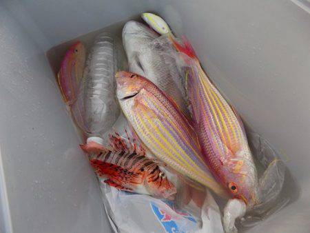 フィッシングボート空風（そらかぜ） 釣果