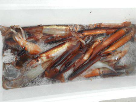 大進丸(愛知) 釣果