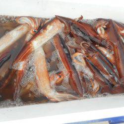 大進丸(愛知) 釣果