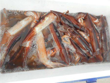 大進丸(愛知) 釣果