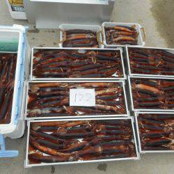 大進丸(愛知) 釣果