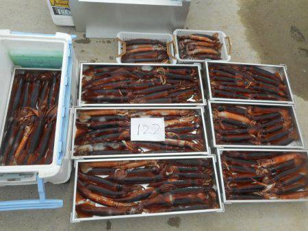 大進丸(愛知) 釣果