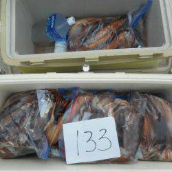 大進丸(愛知) 釣果