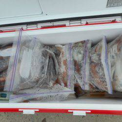 大進丸(愛知) 釣果