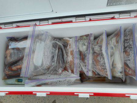 大進丸(愛知) 釣果