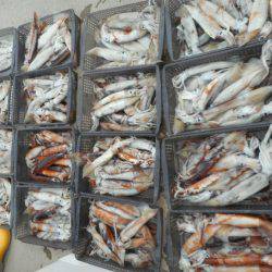 大進丸(愛知) 釣果