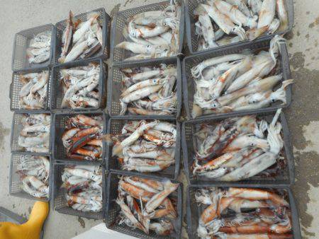 大進丸(愛知) 釣果