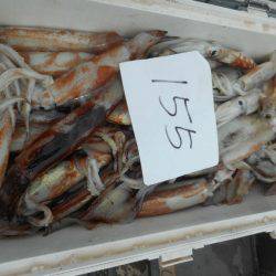 大進丸(愛知) 釣果