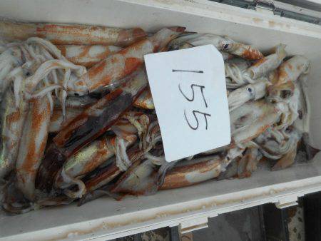 大進丸(愛知) 釣果