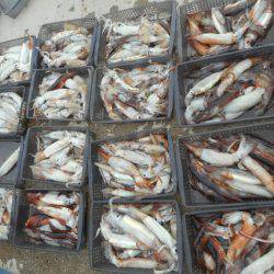 大進丸(愛知) 釣果