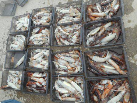 大進丸(愛知) 釣果