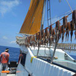 大進丸(愛知) 釣果