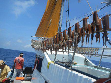 大進丸(愛知) 釣果