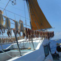 大進丸(愛知) 釣果